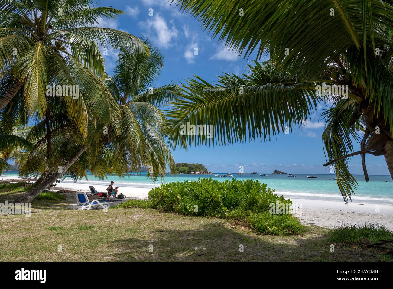 Palm trees Cote D'Or Beach Anse Volbert Praslin tropicsIsland Seychelles Stock Photo