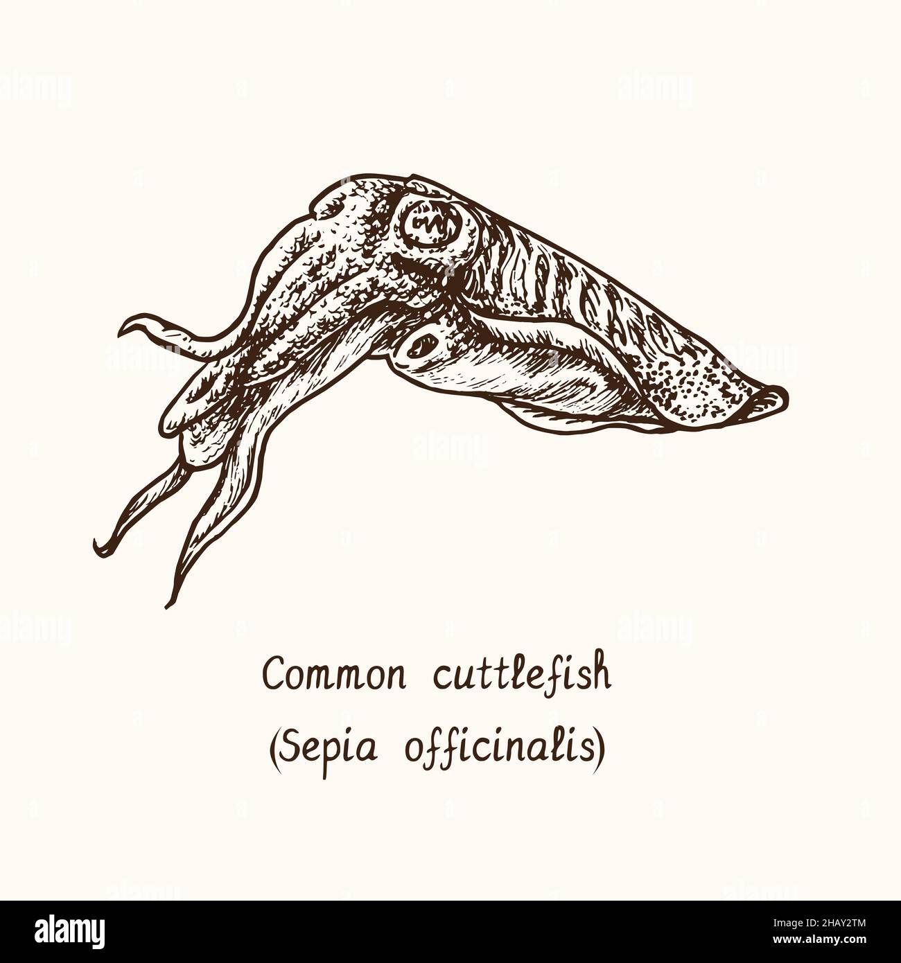 Common cuttlefish or European common cuttlefish (Sepia officinalis). Ink black and white doodle drawing in woodcut style with inscription. Stock Photo