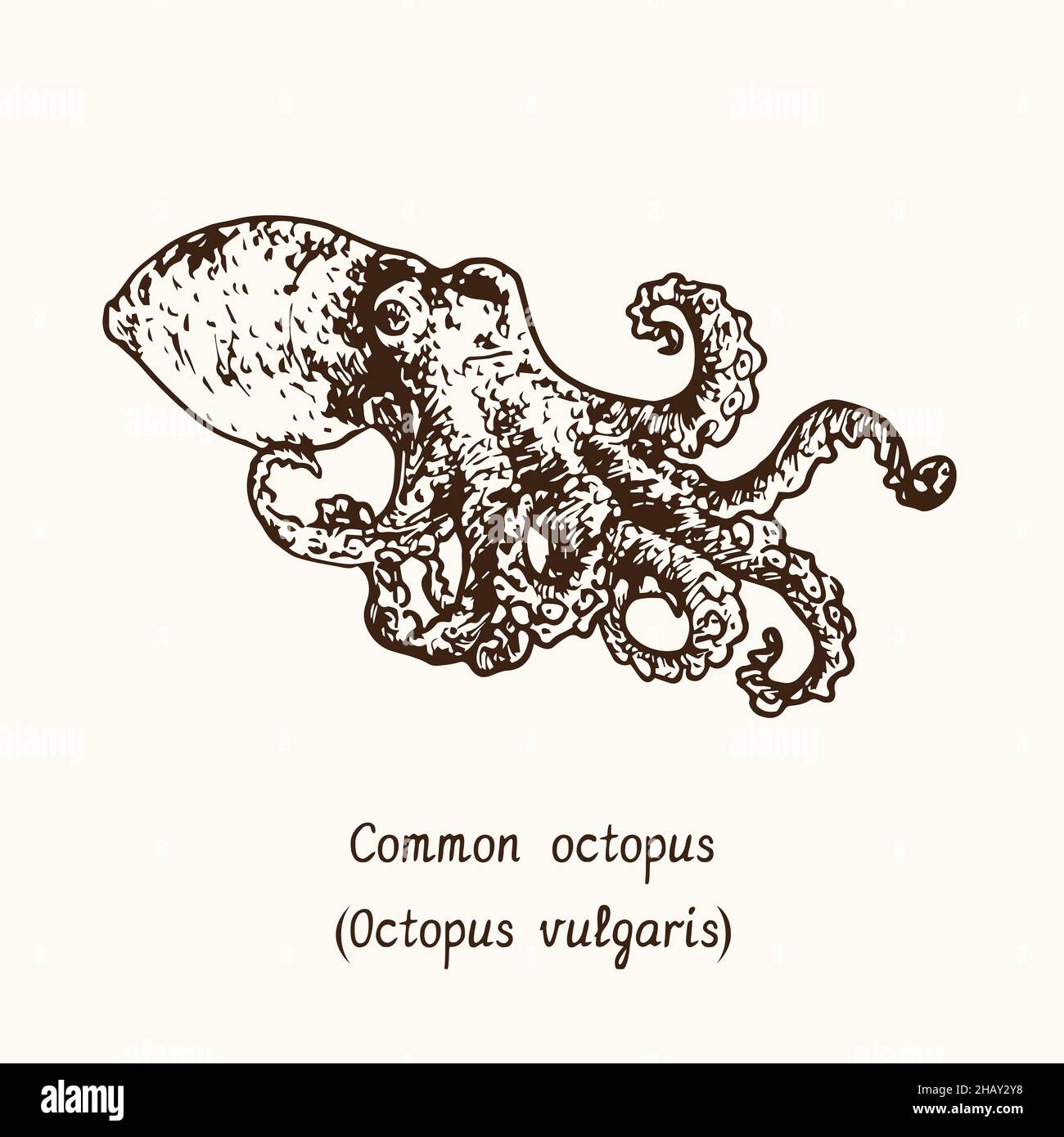 The common octopus (Octopus vulgaris). Ink black and white doodle