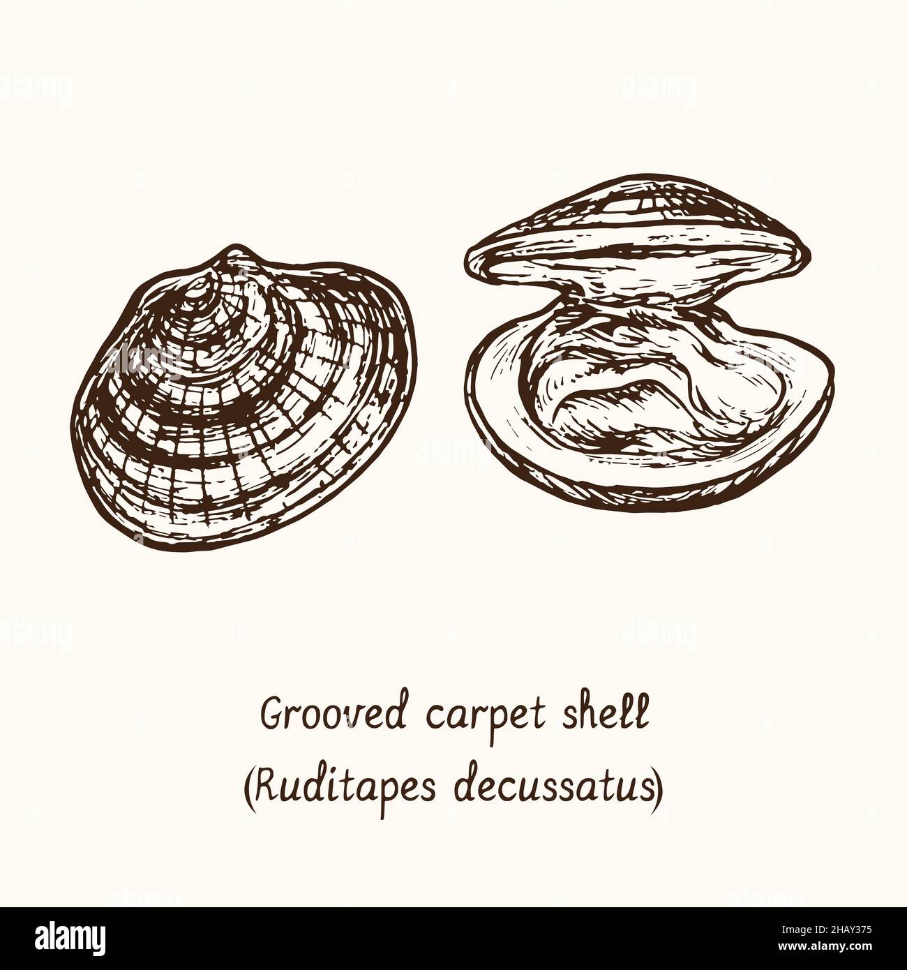 Grooved carpet shell (Ruditapes decussatus) open and closed shall. Ink black and white doodle drawing in woodcut style with inscription. Stock Photo