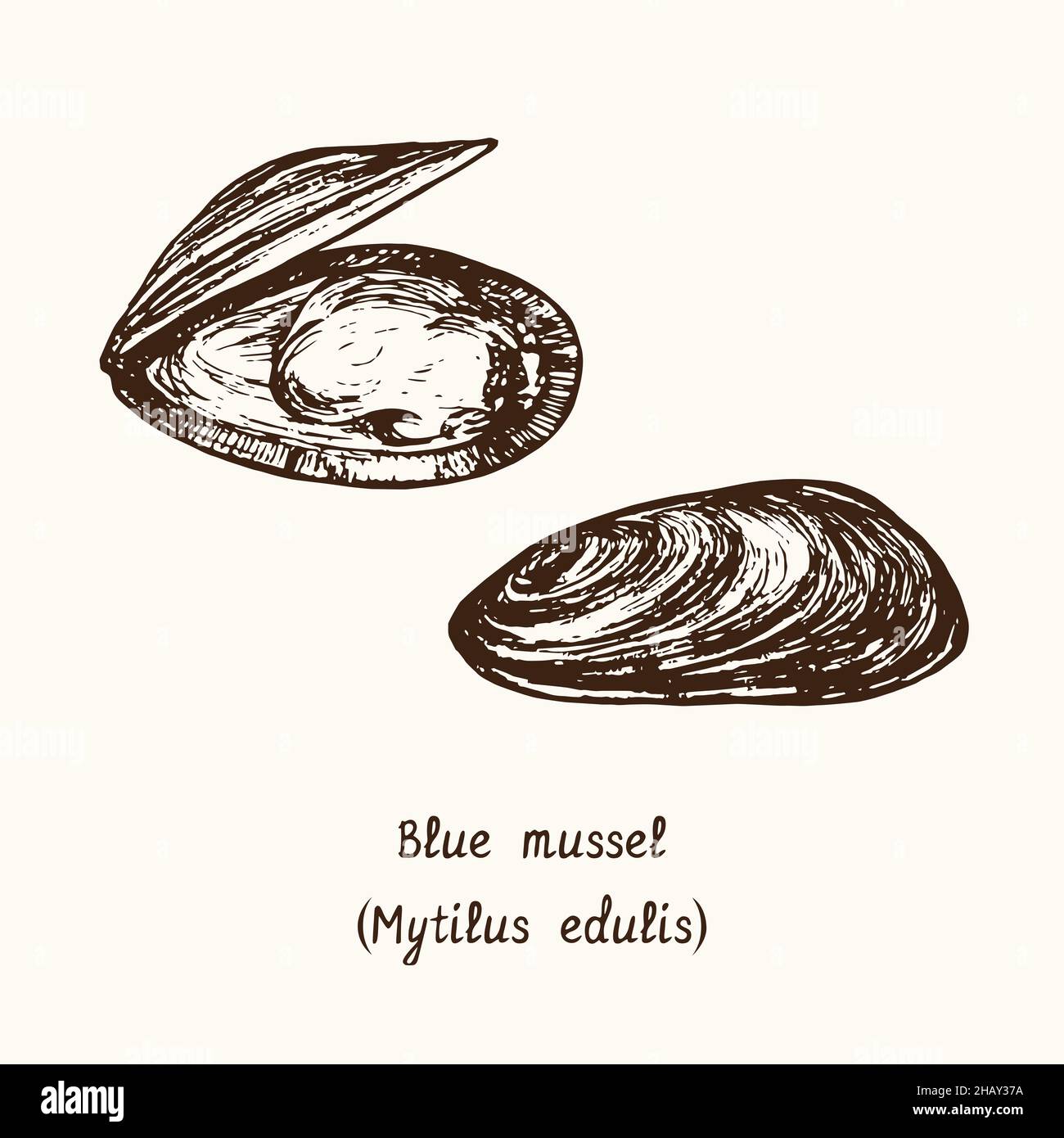 Mussel Drawing