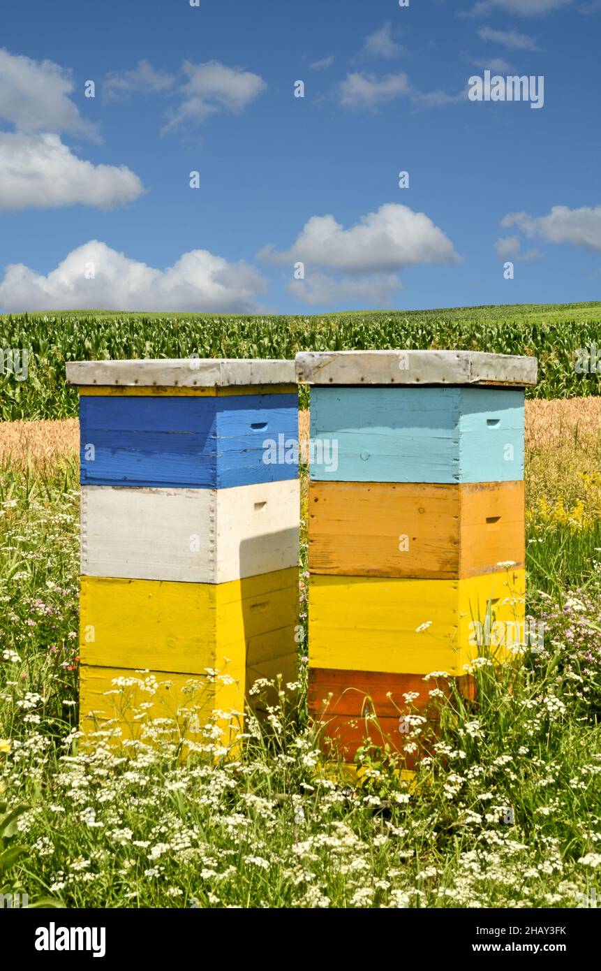 Bee hives and wildflowers hi-res stock photography and images - Alamy