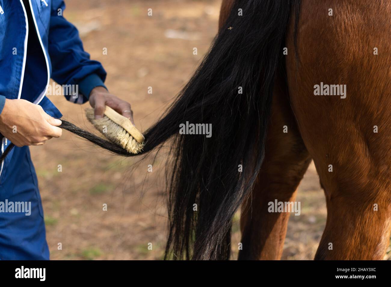 Close-up shot of a  young boy brushing his horse's tail Stock Photo