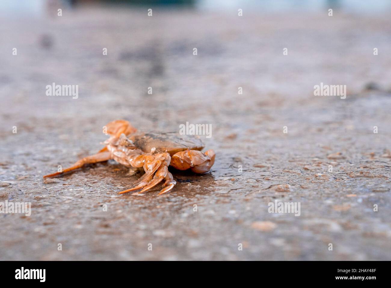 Closeup of dead crab on wet concrete land at harbour Stock Photo