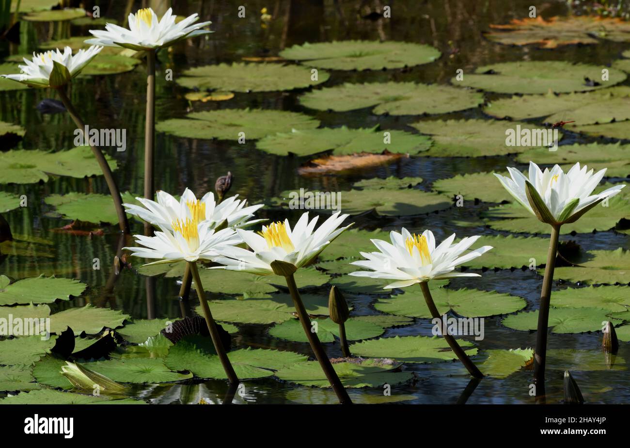 White flowered water lilies (Nymphaea species) grow in a pond near Kuntaur. Kuntaur, The Republic of the Gambia., Stock Photo