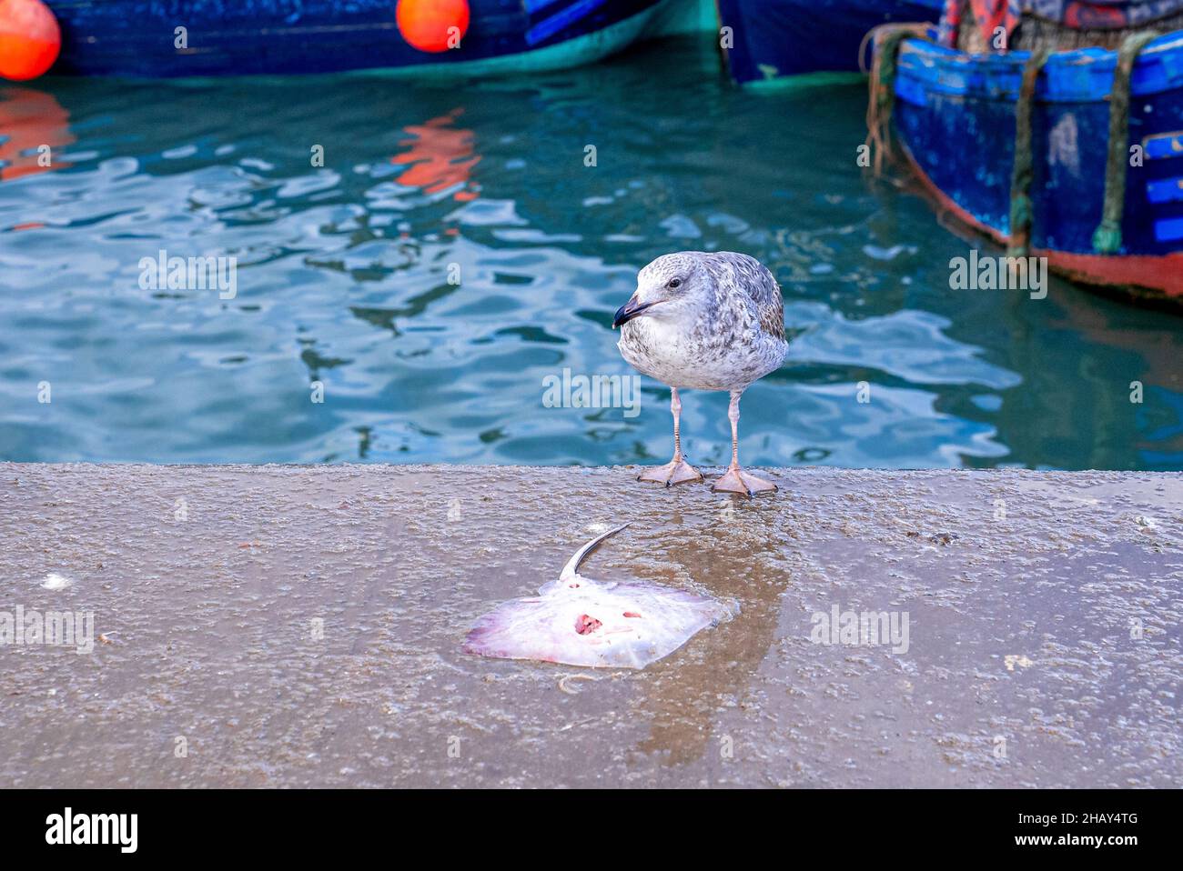 Seagull in front of stingray fish on concrete floor at dock Stock Photo