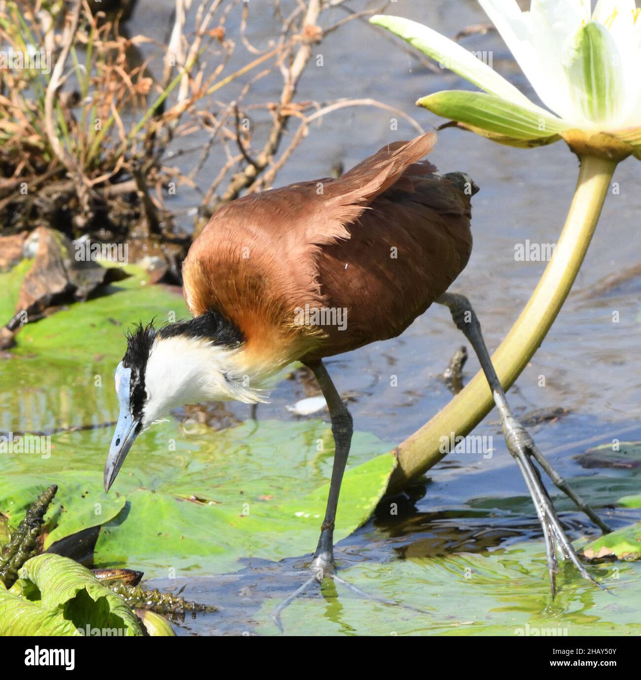 An African jacana (Actophilornis africanus) looking for invertebrate food uses its extraordinarily long toes to spread its weigh as it walks across wa Stock Photo
