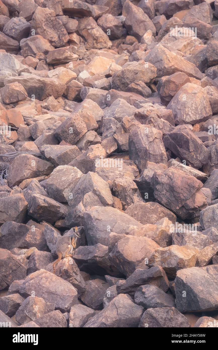 Wild yellow-footed rock wallaby (Petrogale xanthopus) on a rocky scree, Australia Stock Photo