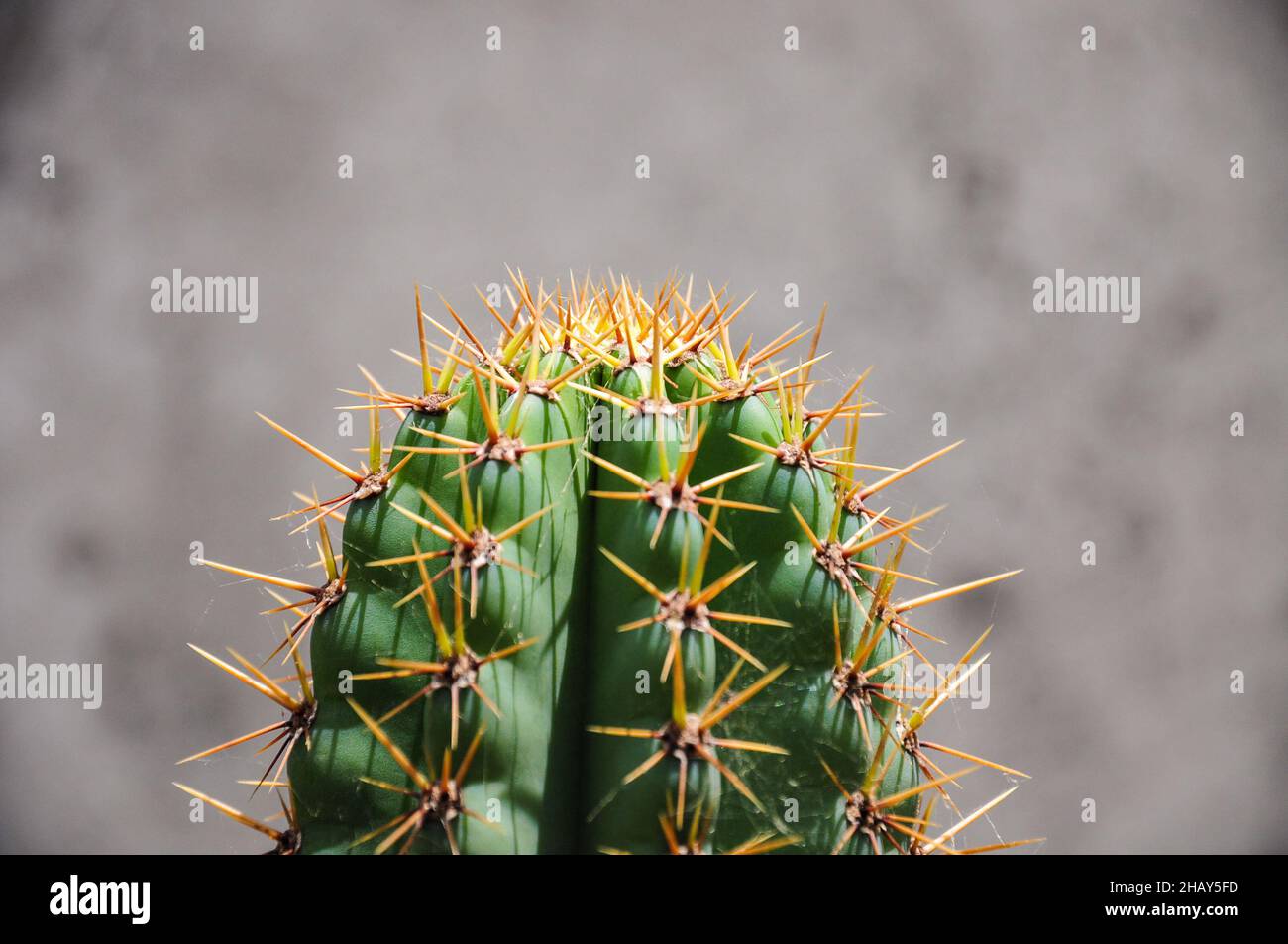 Cactus full of thorns in the backyard of a house in Juan Lacaze, Colonia, Uruguay. Stock Photo