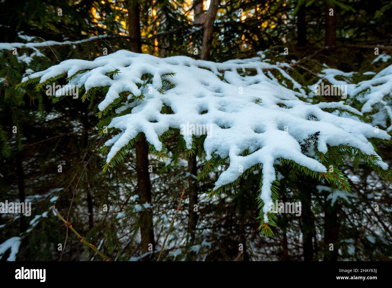 Fir under snow hi-res stock photography and images - Alamy
