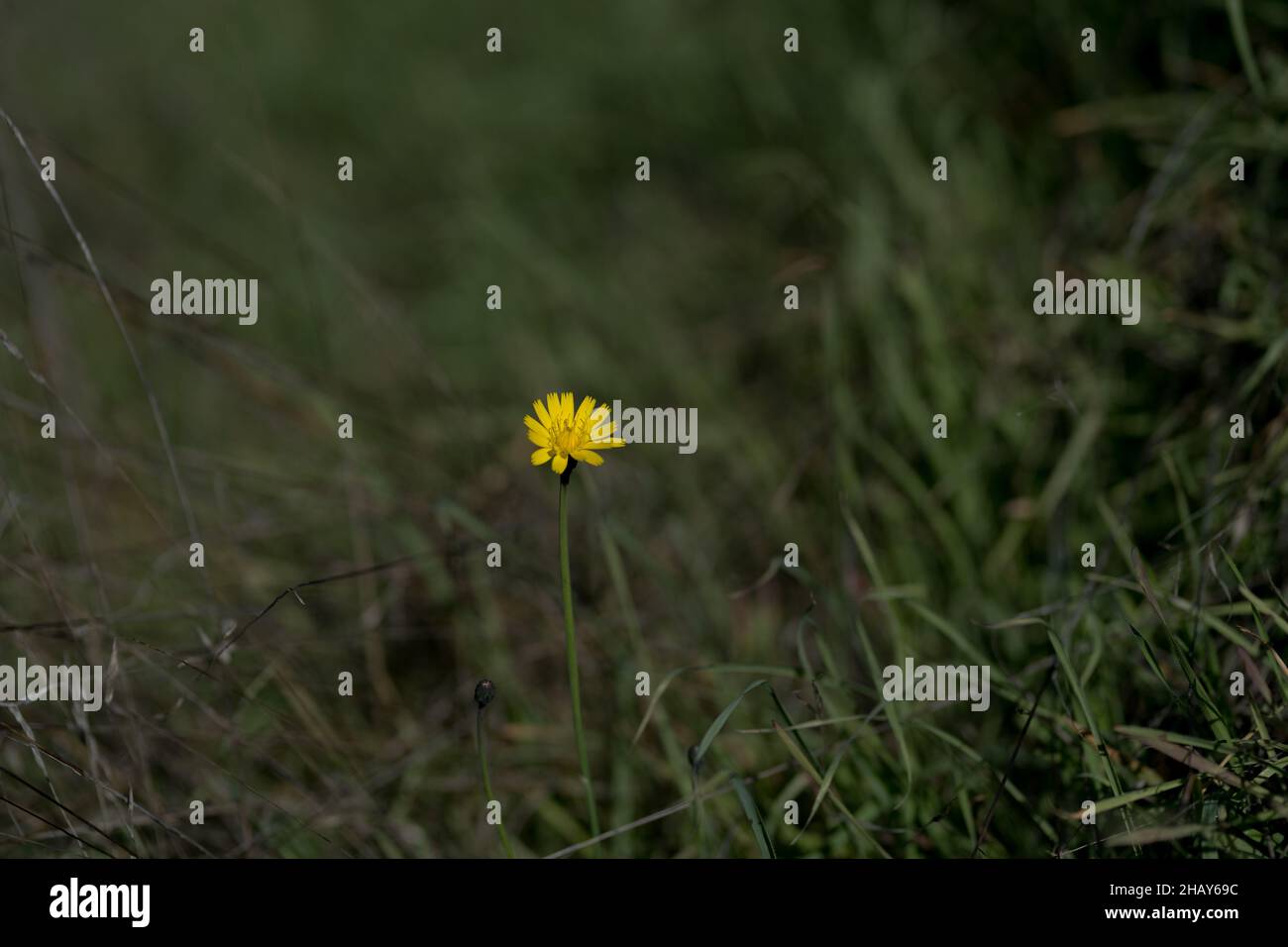 Closeup shot of a single Leontodon autumnalis yellow flower in the field among green grass Stock Photo