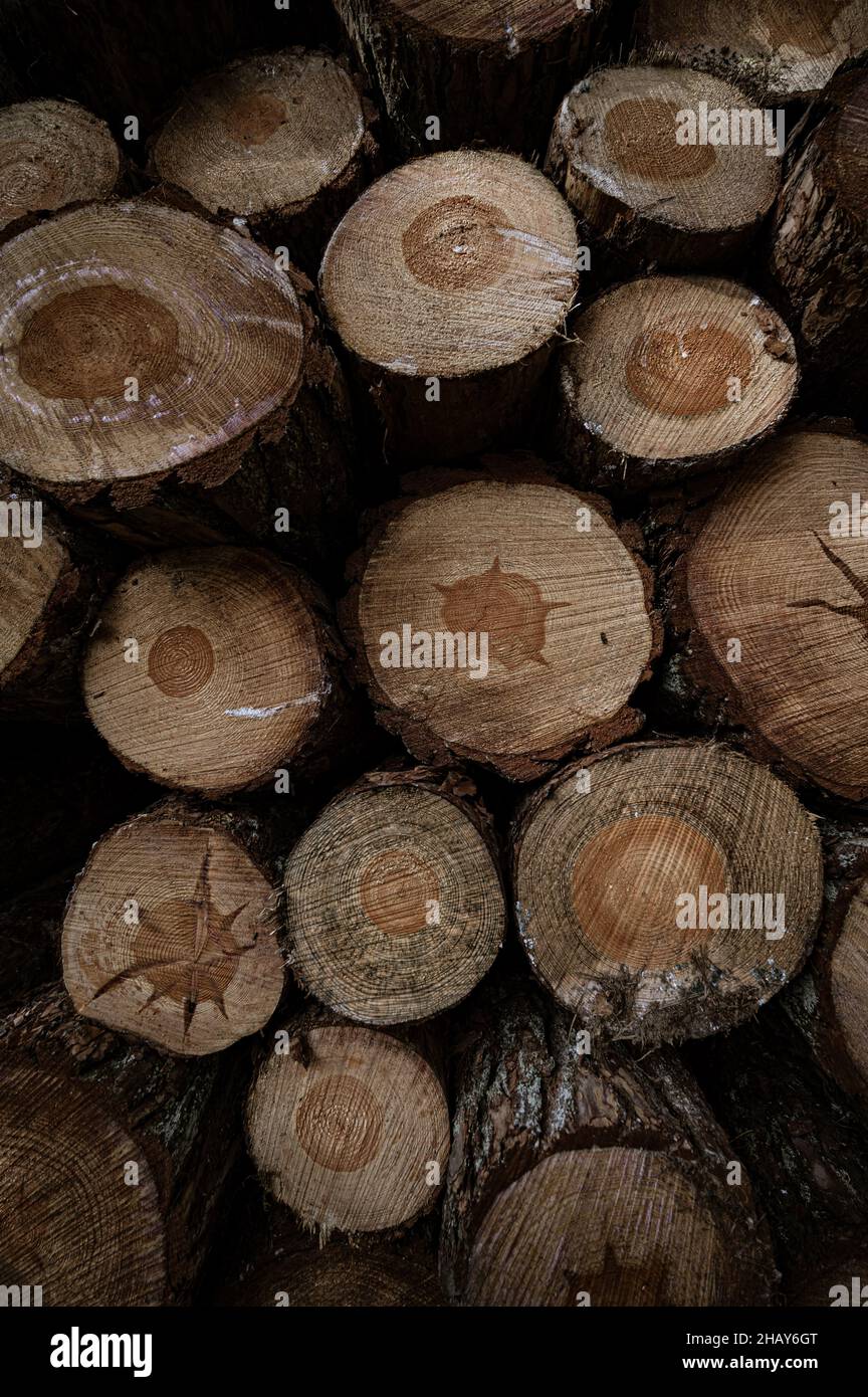 Vertical shot closeup trees hi-res stock photography and images - Alamy