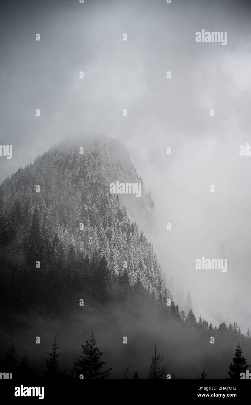 Vertical shot of a forest and a foggy mountain Stock Photo - Alamy
