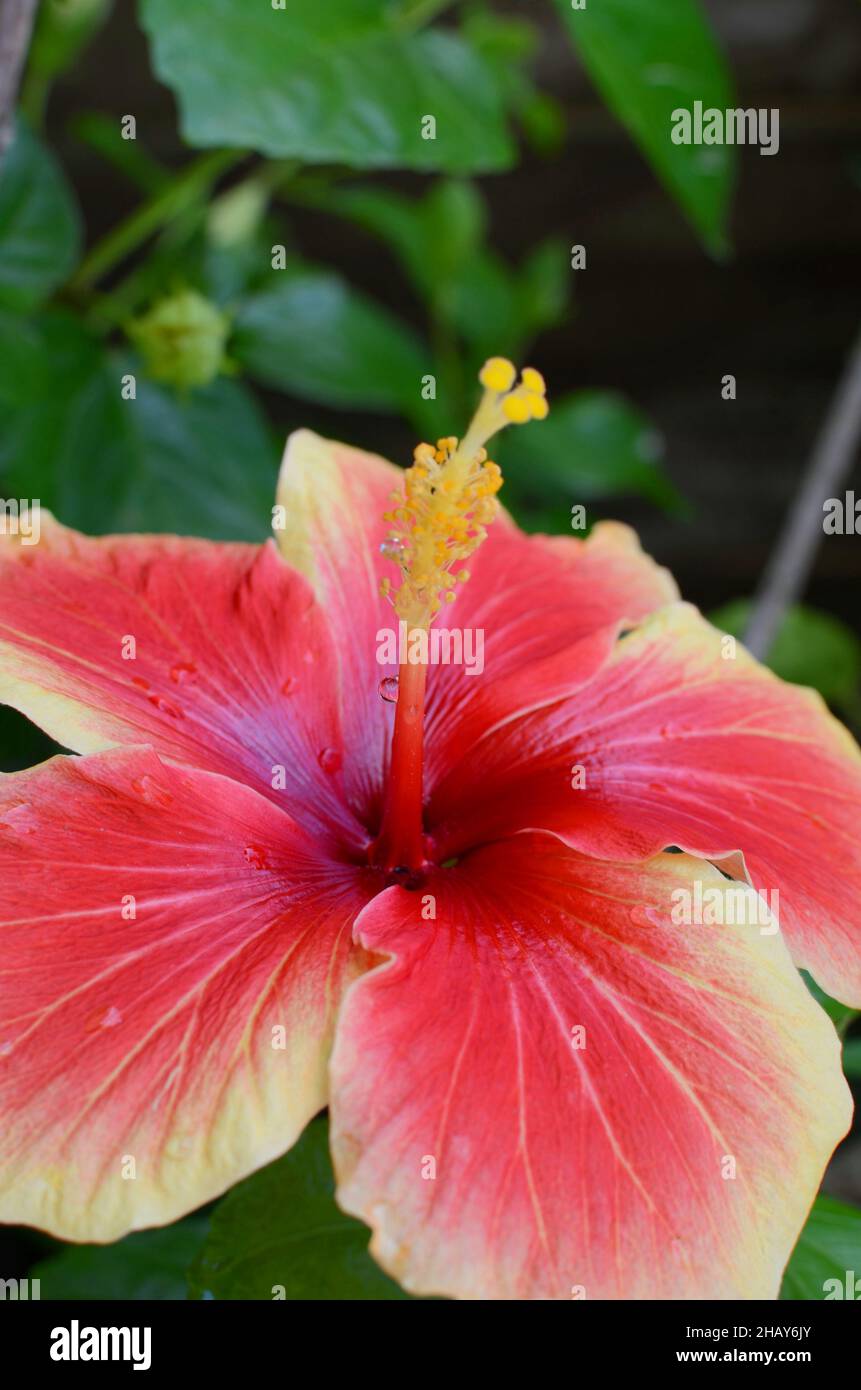 Hibiscus flower in bloom Stock Photo - Alamy