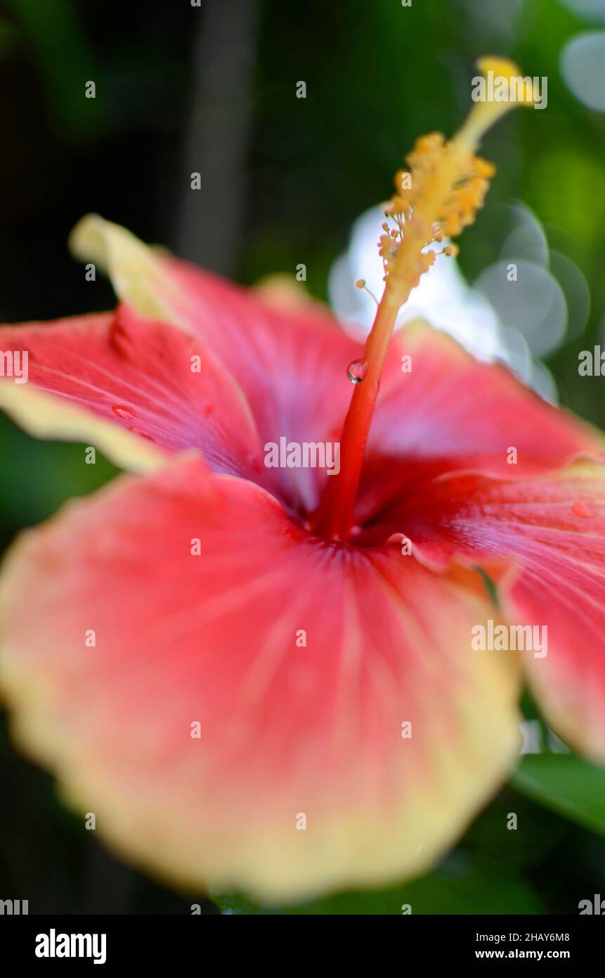 Hibiscus flower in bloom Stock Photo - Alamy