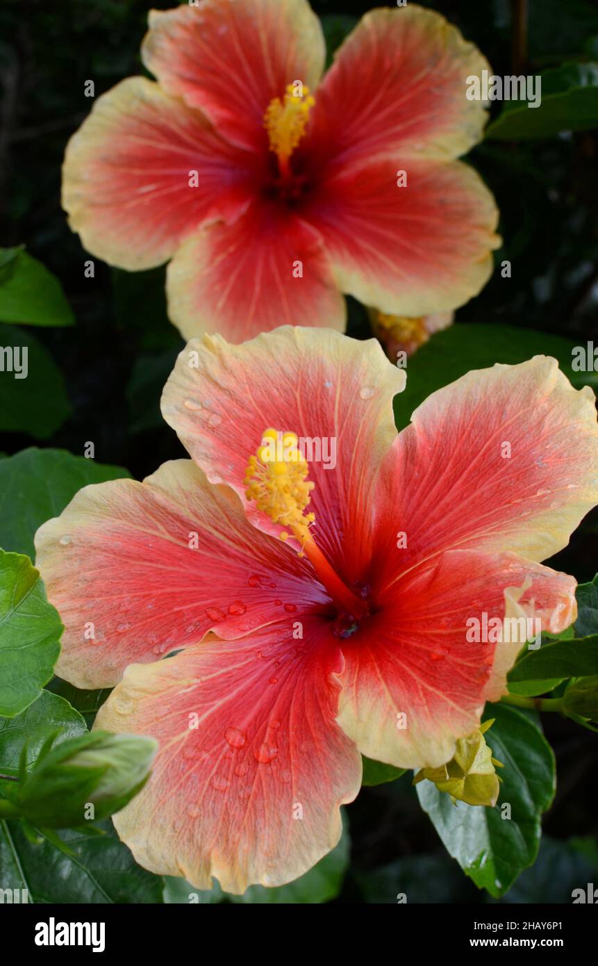Hibiscus flower in bloom Stock Photo - Alamy