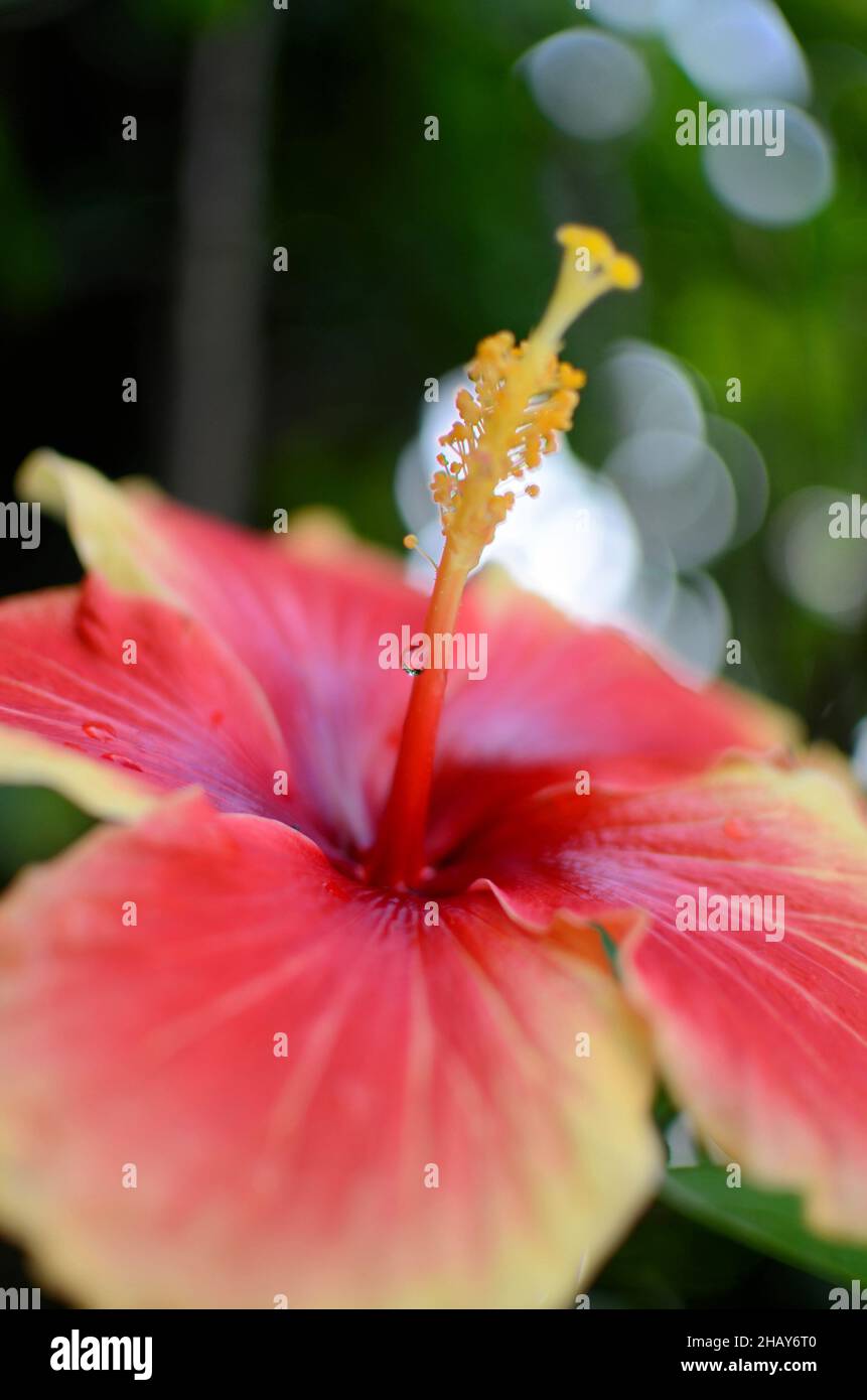 Hibiscus flower in bloom Stock Photo - Alamy