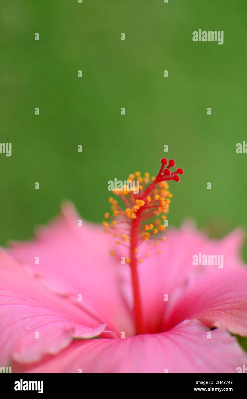 Hibiscus flower in bloom Stock Photo - Alamy