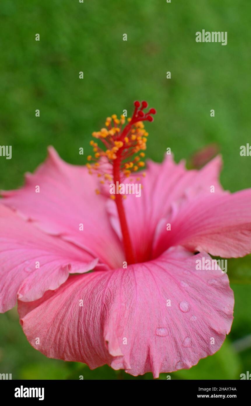Hibiscus flower in bloom Stock Photo - Alamy