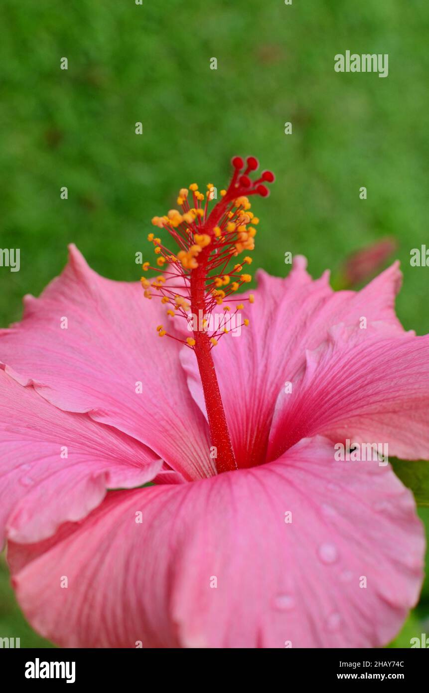 Hibiscus flower in bloom Stock Photo - Alamy