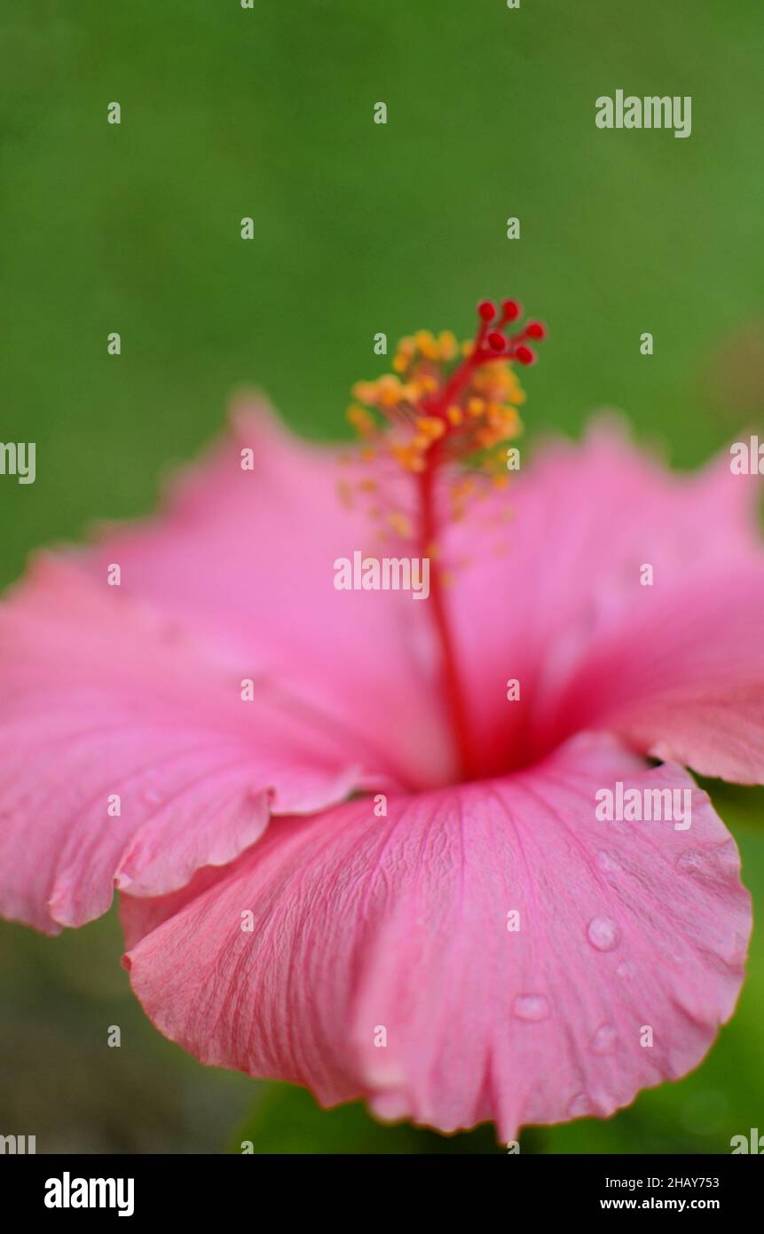 Hibiscus flower in bloom Stock Photo - Alamy