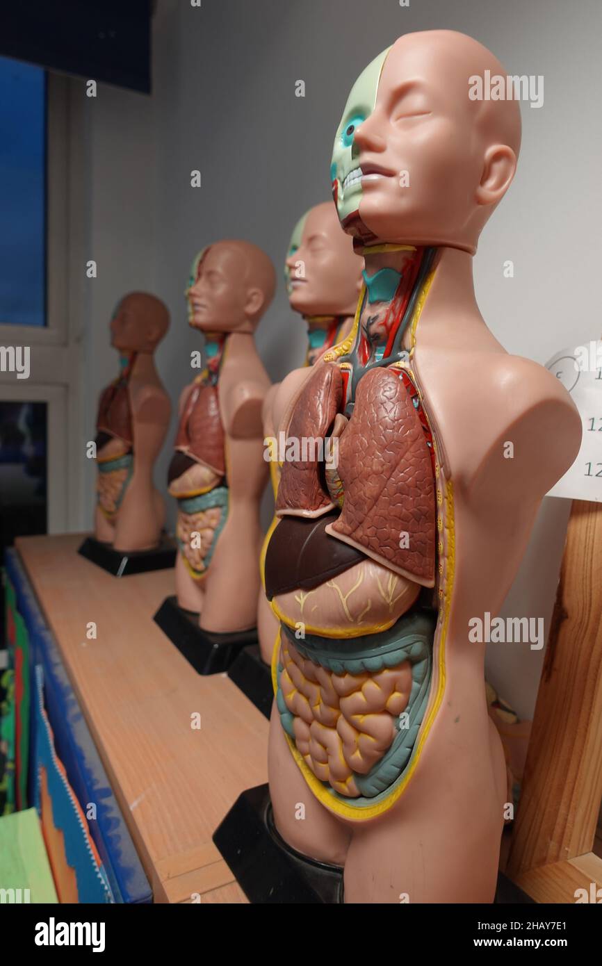Science Lab Torso Model Closeup of an Anatomical Models aligned in a Science lab Stock Photo ...