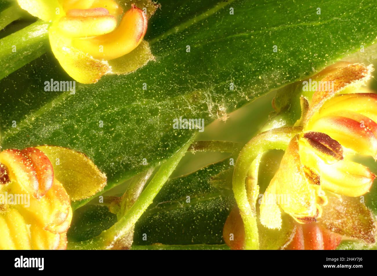 Super macro background of Hop Bush (Dodonaea viscosa)  flowers and foliage. Australian native plant. Stock Photo