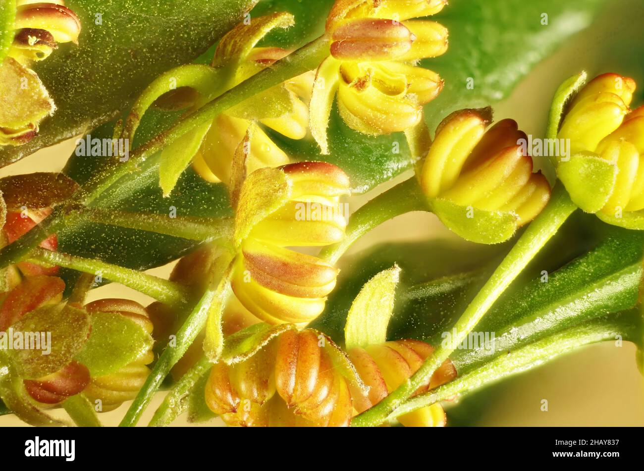 Super macro background of Hop Bush (Dodonaea viscosa)  flowers and foliage. Australian native plant. Stock Photo