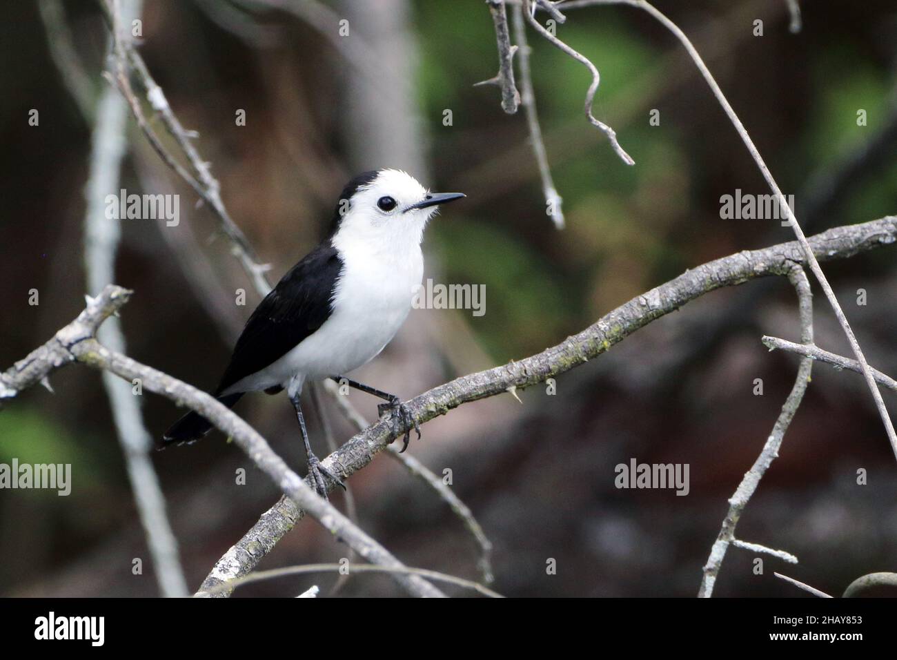 Black-backed Water-Tyrant (Fluvicola albiventer) perched on branches. Isolated bird. Interior of Bahia.. Stock Photo