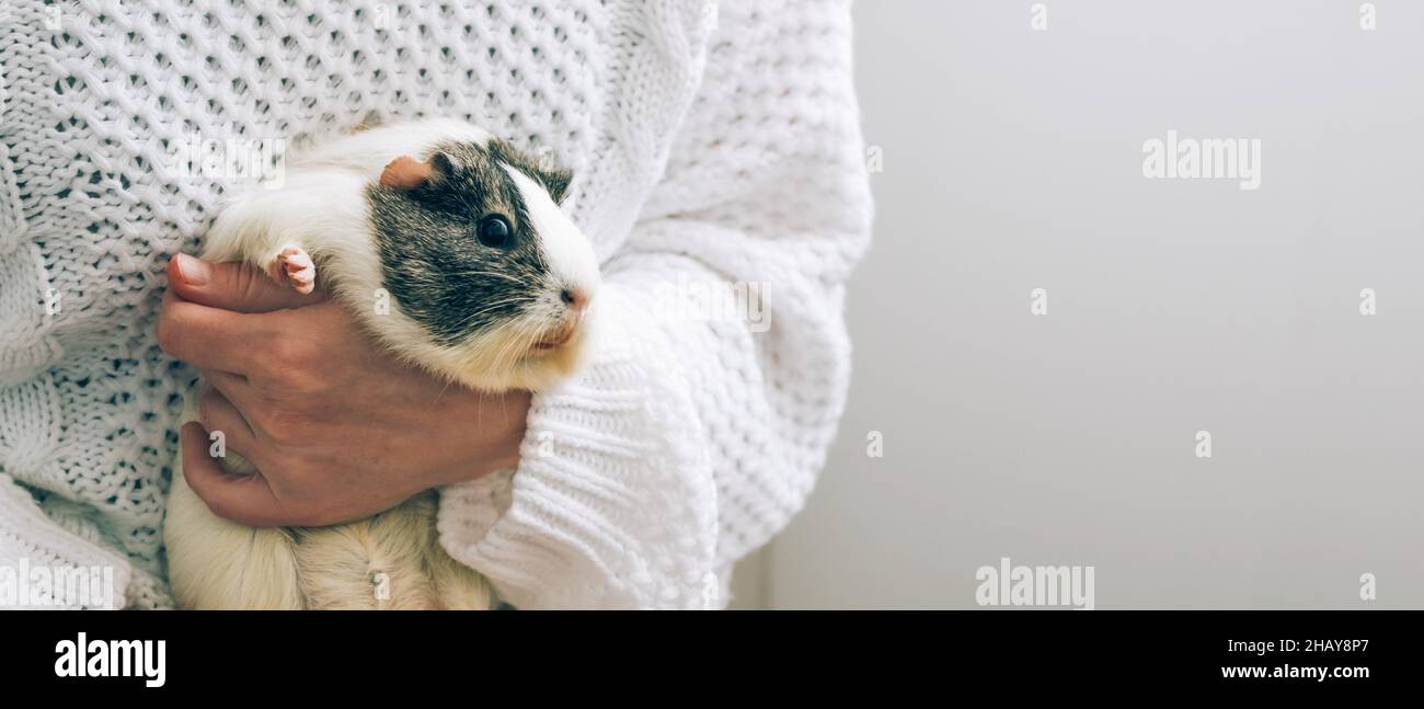 A middle-aged woman holds a guinea pig in her arms. Pet therapy, care and grooming. Human-Animal Relationship Stock Photo