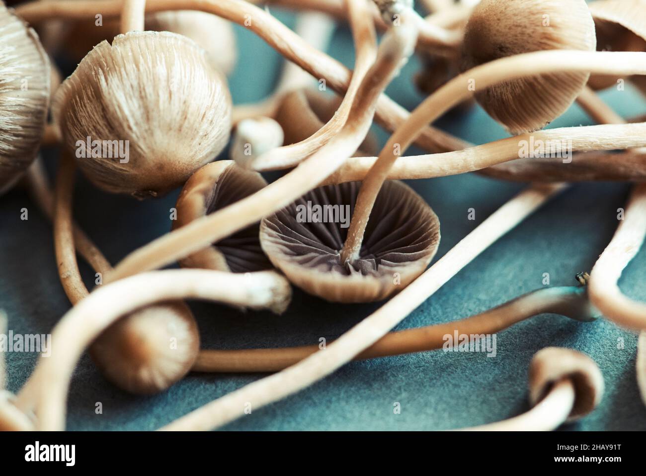 Close-up of fresh psychedelic mushrooms (Psilocybe mexicana) on a table Stock Photo