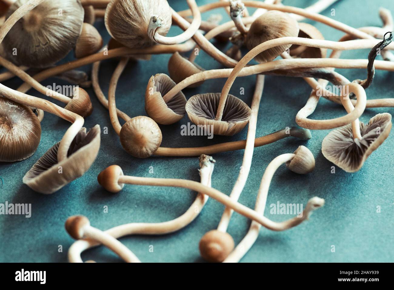 Close-up of fresh psychedelic mushrooms (Psilocybe mexicana) on a table Stock Photo