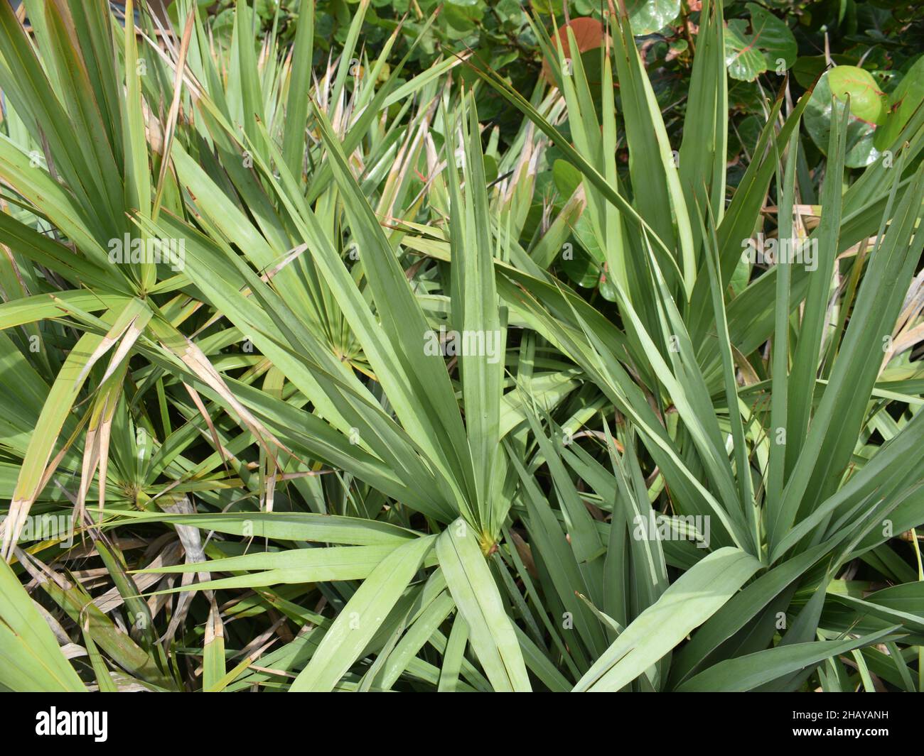 Palm leaves crest the seashore at the beach. Stock Photo
