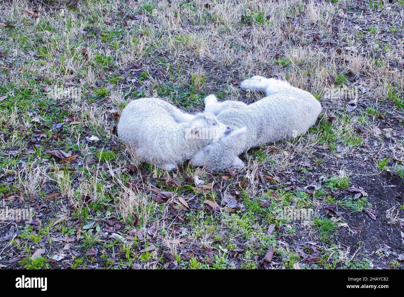 Cute baby sheep lying on the ground Stock Photo Alamy
