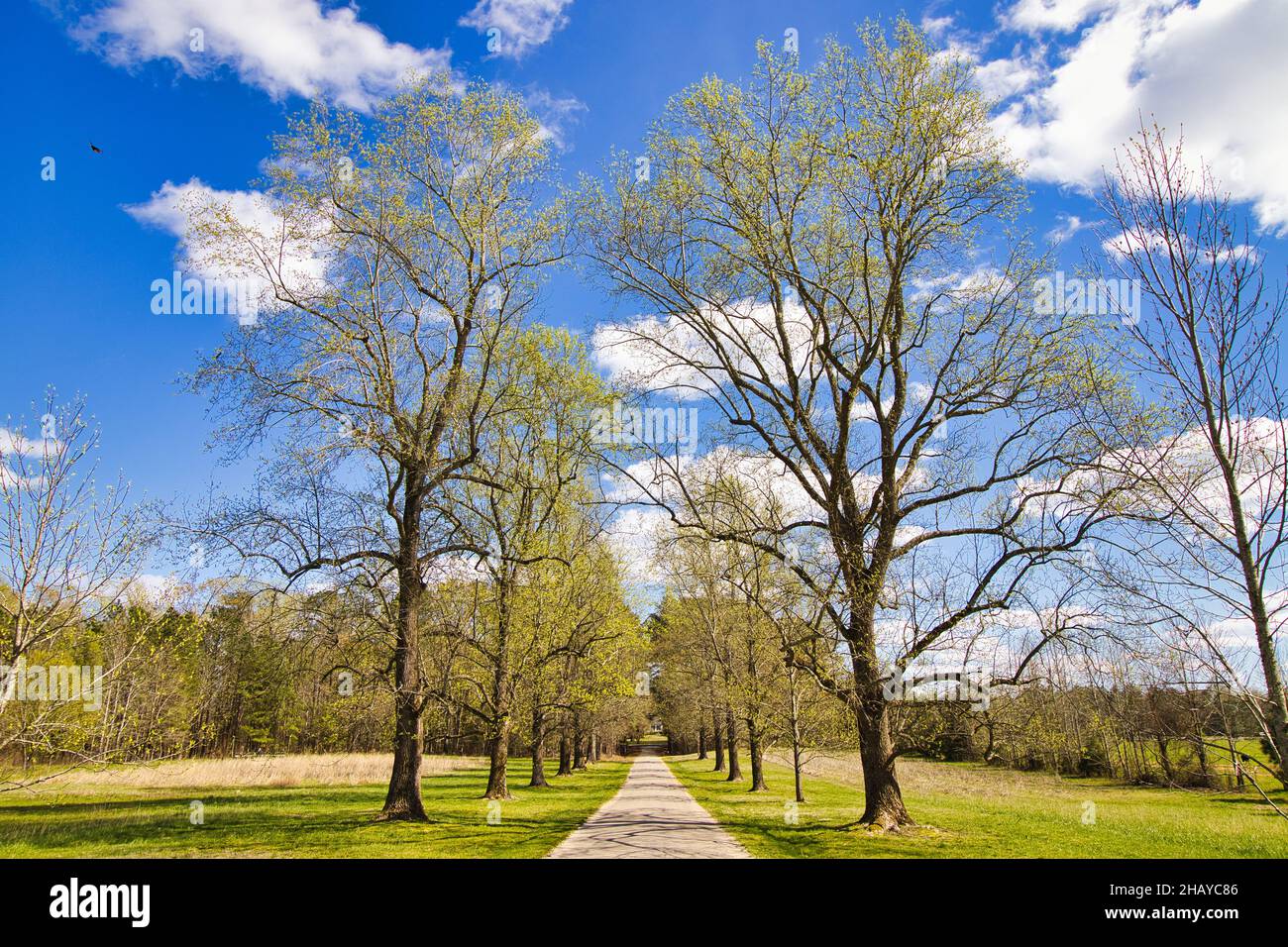 Alley in city park trees hi-res stock photography and images - Alamy
