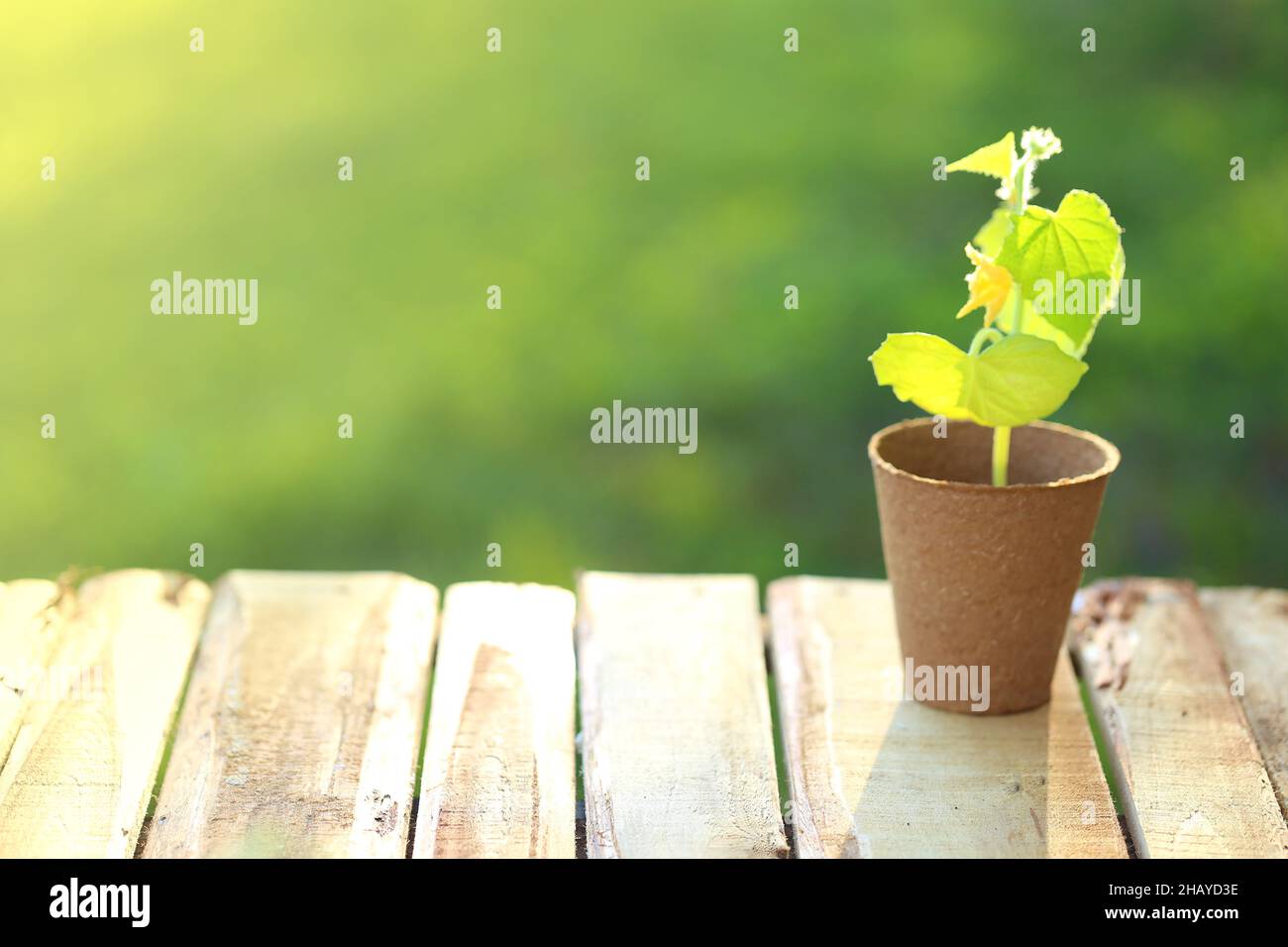 seedlings in peat cups on a wooden table in a spring garden.Saplings and planting material. Spring work in the garden.Farming and growing greenery Stock Photo