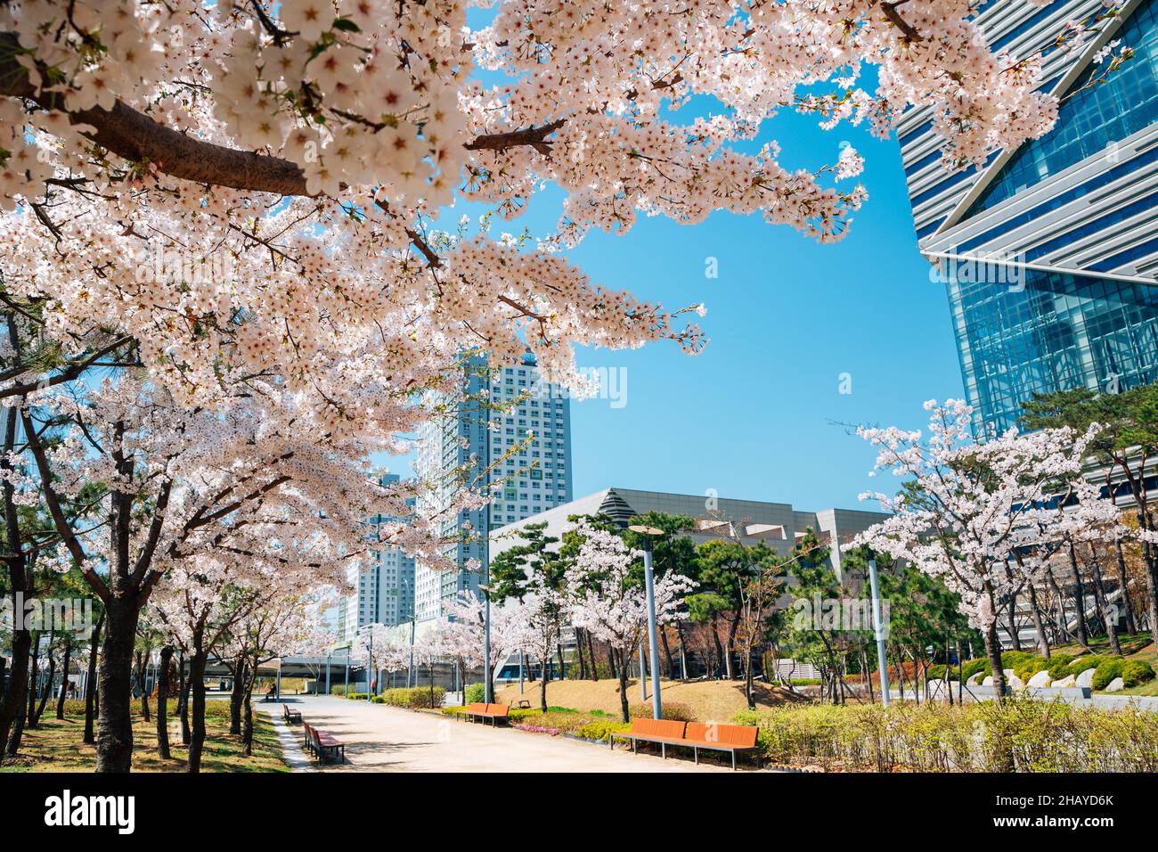 Songdo Central Park with cherry blossom in Incheon, Korea Stock Photo