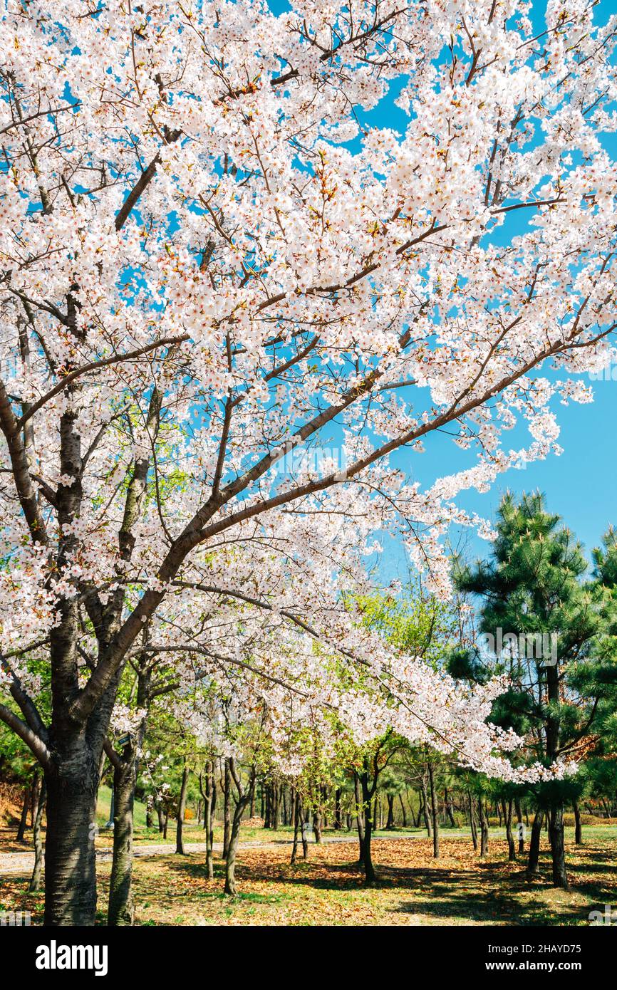 Songdo Sunrise Park with cherry blossom in Incheon, Korea Stock Photo