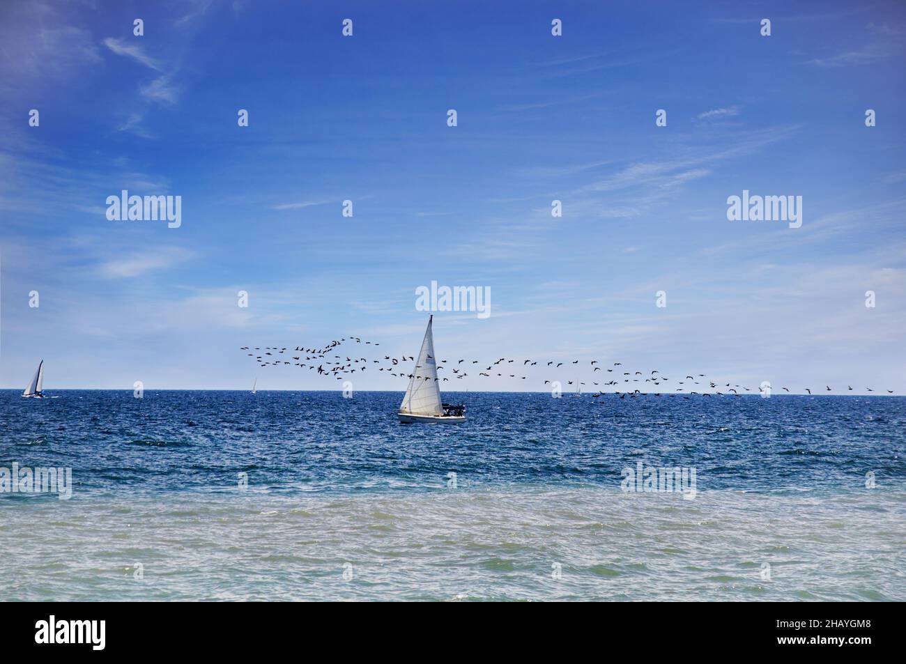 The birds and the sail - outdoor scene on the lake Ontario with light blue sky, dark blue water, and a small sailboat competing with a flock of birds. Stock Photo