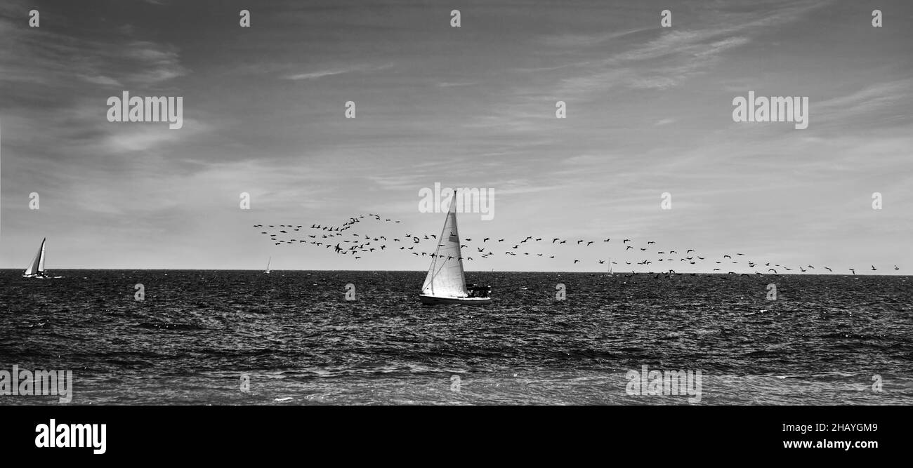 The birds and the sail - outdoor scene on the lake Ontario with cloudy sky, dark water, and a small sailboat competing with a flock of birds. Stock Photo