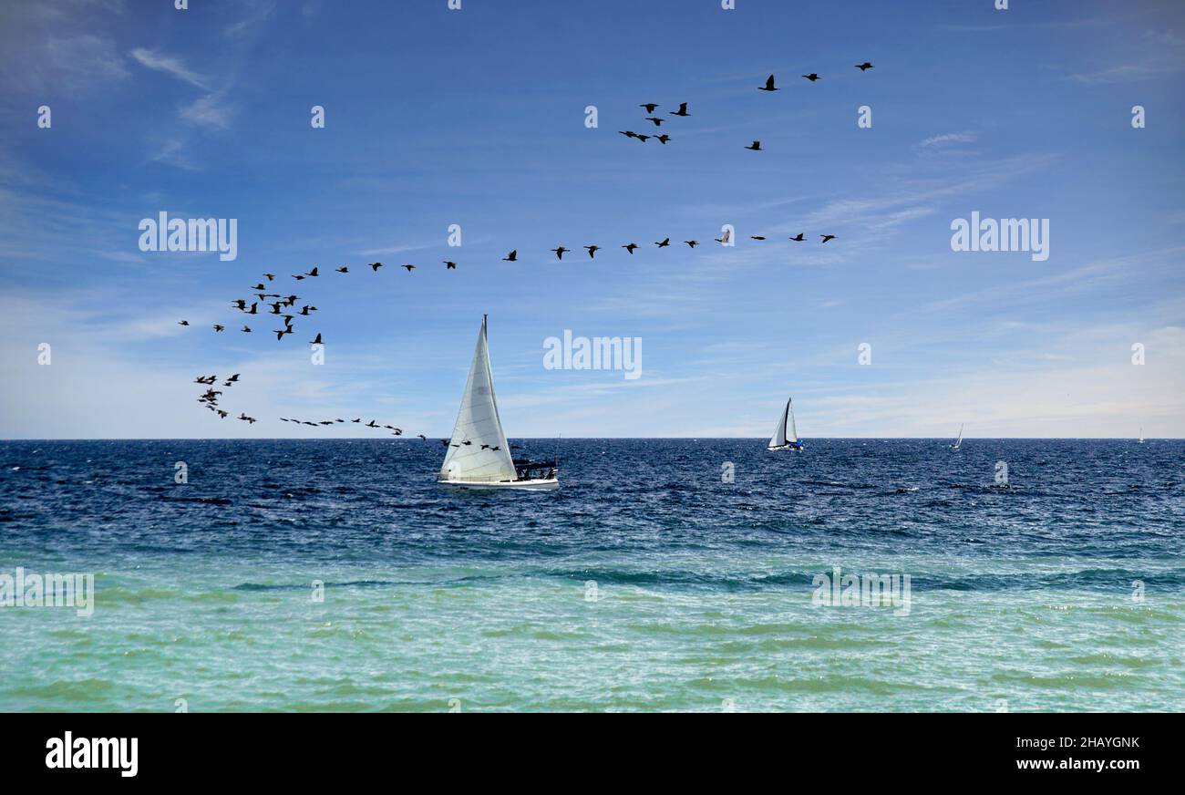 The birds and the sail - outdoor scene on the lake Ontario with light blue sky, dark blue water, and a small sailboat competing with a flock of birds. Stock Photo