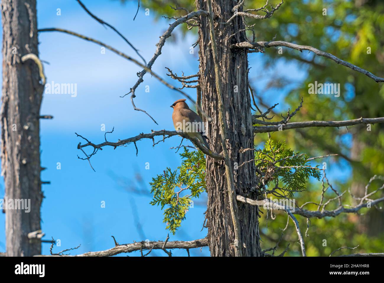 A Cedar Waxwing Perched in a Coastal Tree in Thompsons Harbor State ...