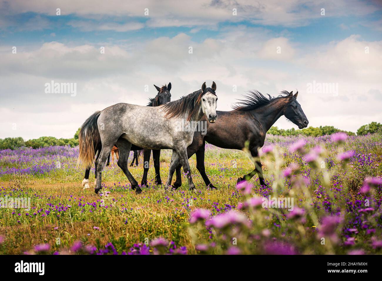 Wild Horses Running Field wild-horses-running-field