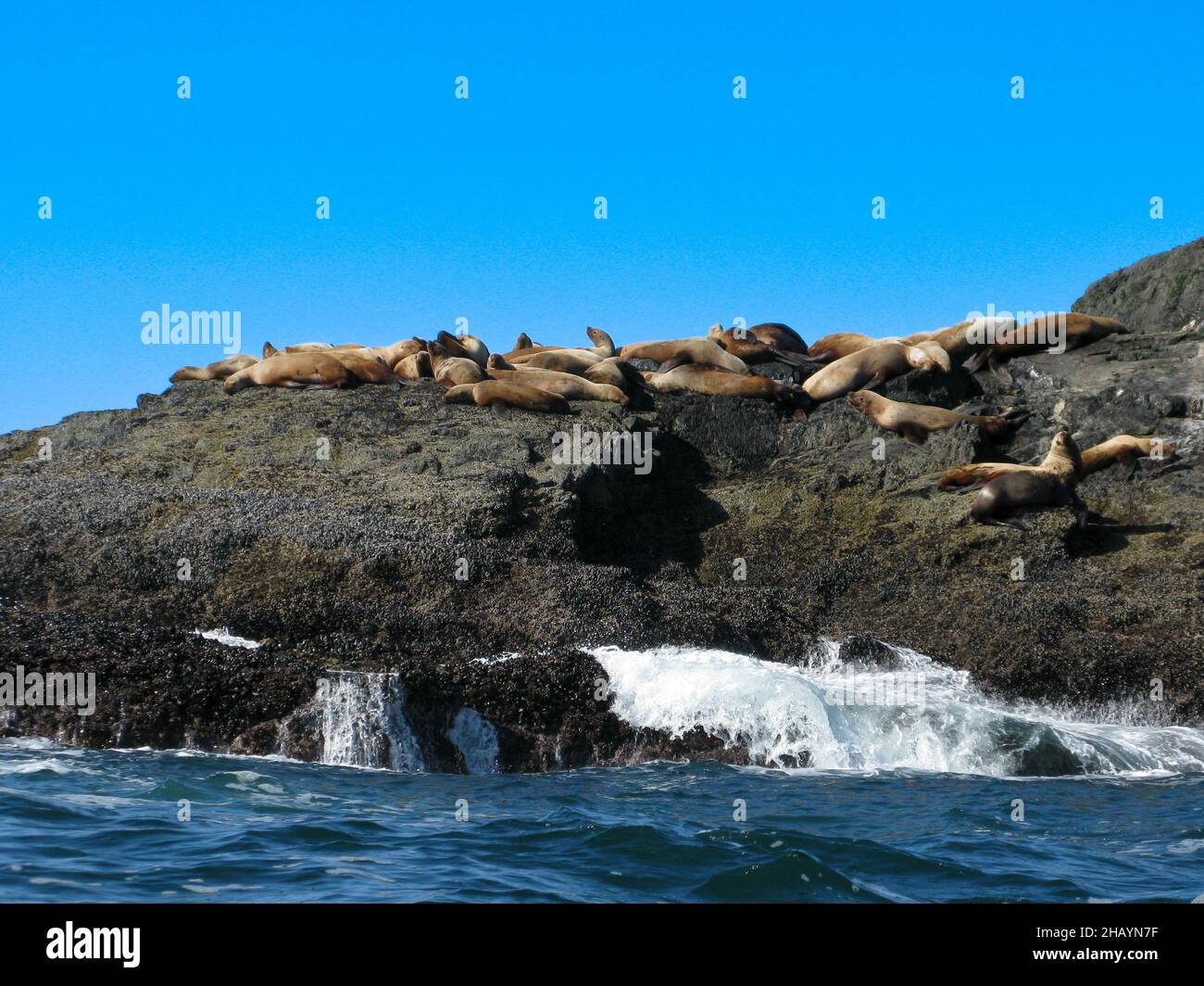 Harbour Seals on a Rocky island near Tofino, Vancouver Island