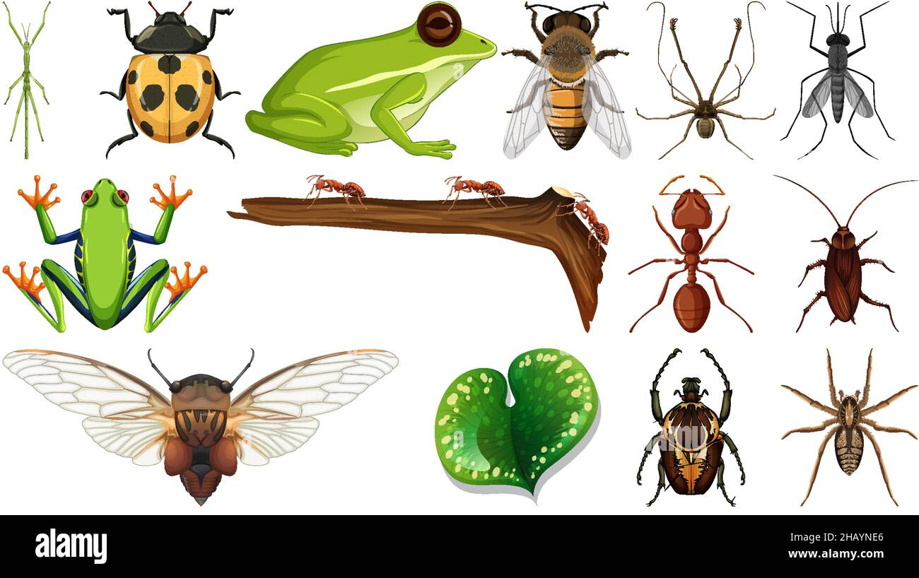 Two Different Insects Different insects collection isolated on white background illustration ...