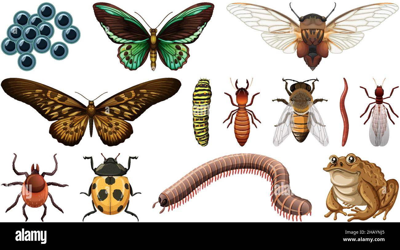 Different insects collection isolated on white background illustration ...