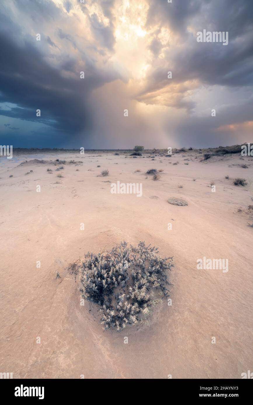 Dramatic thunderstorm over sandy outback landscape, South Australia, Australia Stock Photo