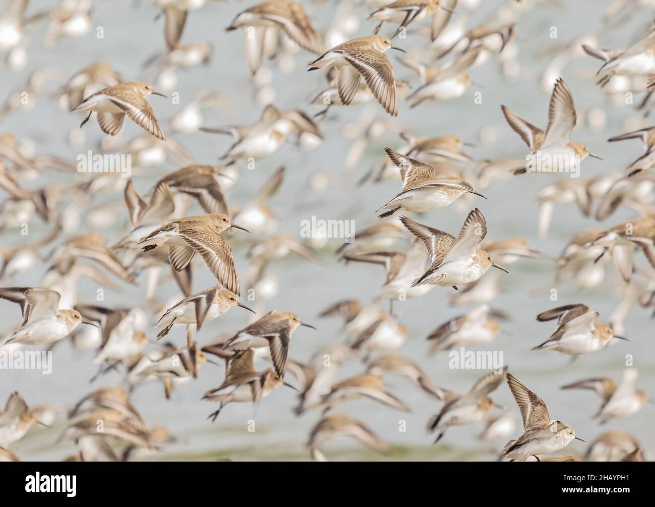 Flying over beach in autumn hi res stock photography and images Alamy