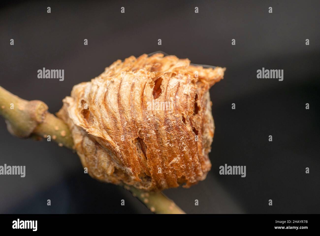 Mantis ootheca, Hierodula ventralis, Satara,Maharashtra, India Stock Photo