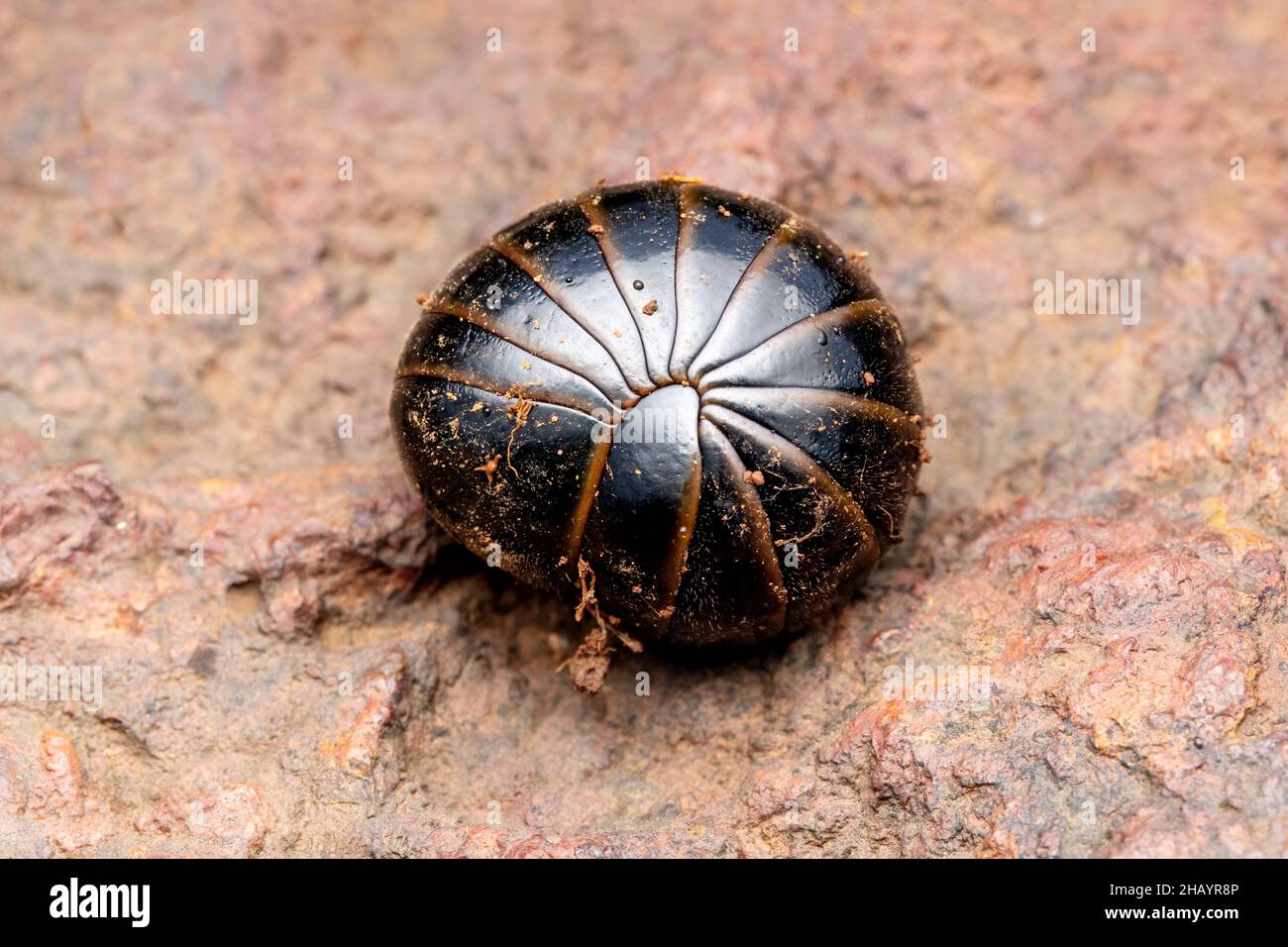 Pill bug, Armadillidium granulatum, Satara, Maharashtra, India Stock Photo